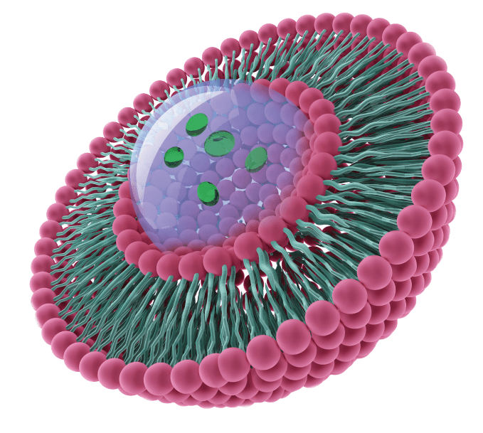lipid illustratioon